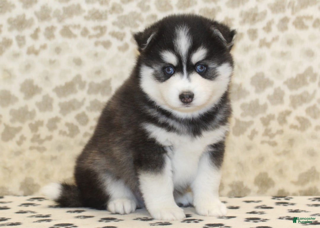 Pomsky dogs for sale: Charlie - Image 2