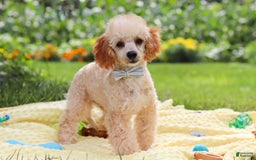 Miniature Poodle dogs for sale: Jazz - Image 9