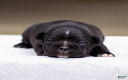 Frenchton dogs for sale: Bailey - Image 1