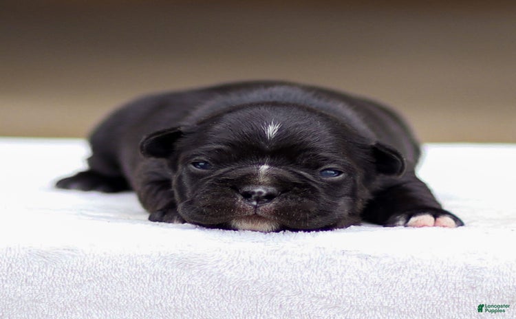 Frenchton dogs for sale - Ad 1