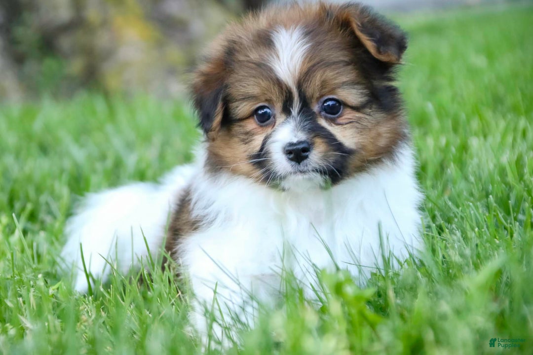 Papillon dogs for sale: Rome - Image 20
