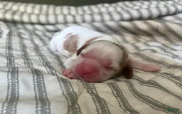Cavalier King Charles Spaniel dogs for sale: Banner - Image 4