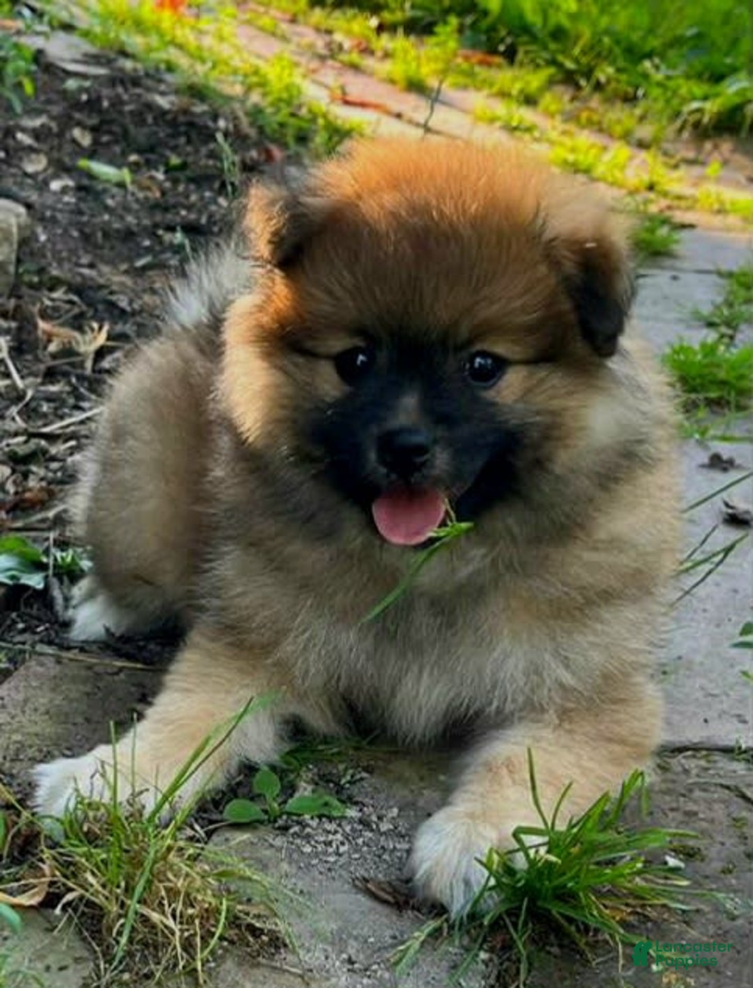 Pomeranian dogs for sale: Finley - Image 7