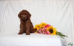 Mini Goldendoodle dogs for sale: Hayden - Image 2