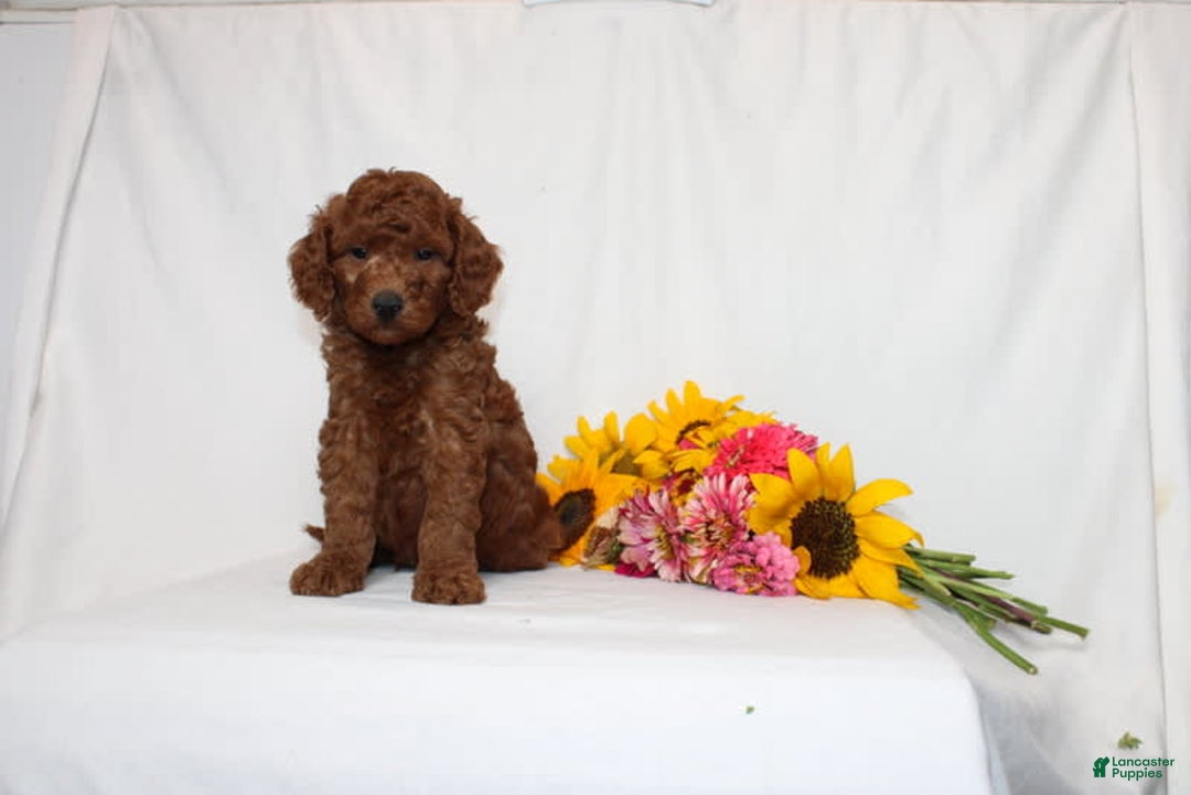 Mini Goldendoodle dogs for sale: Hayden - Image 2