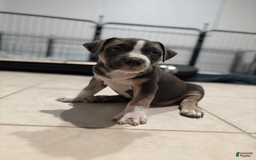 American Bully dogs for sale: Rocky - Image 3