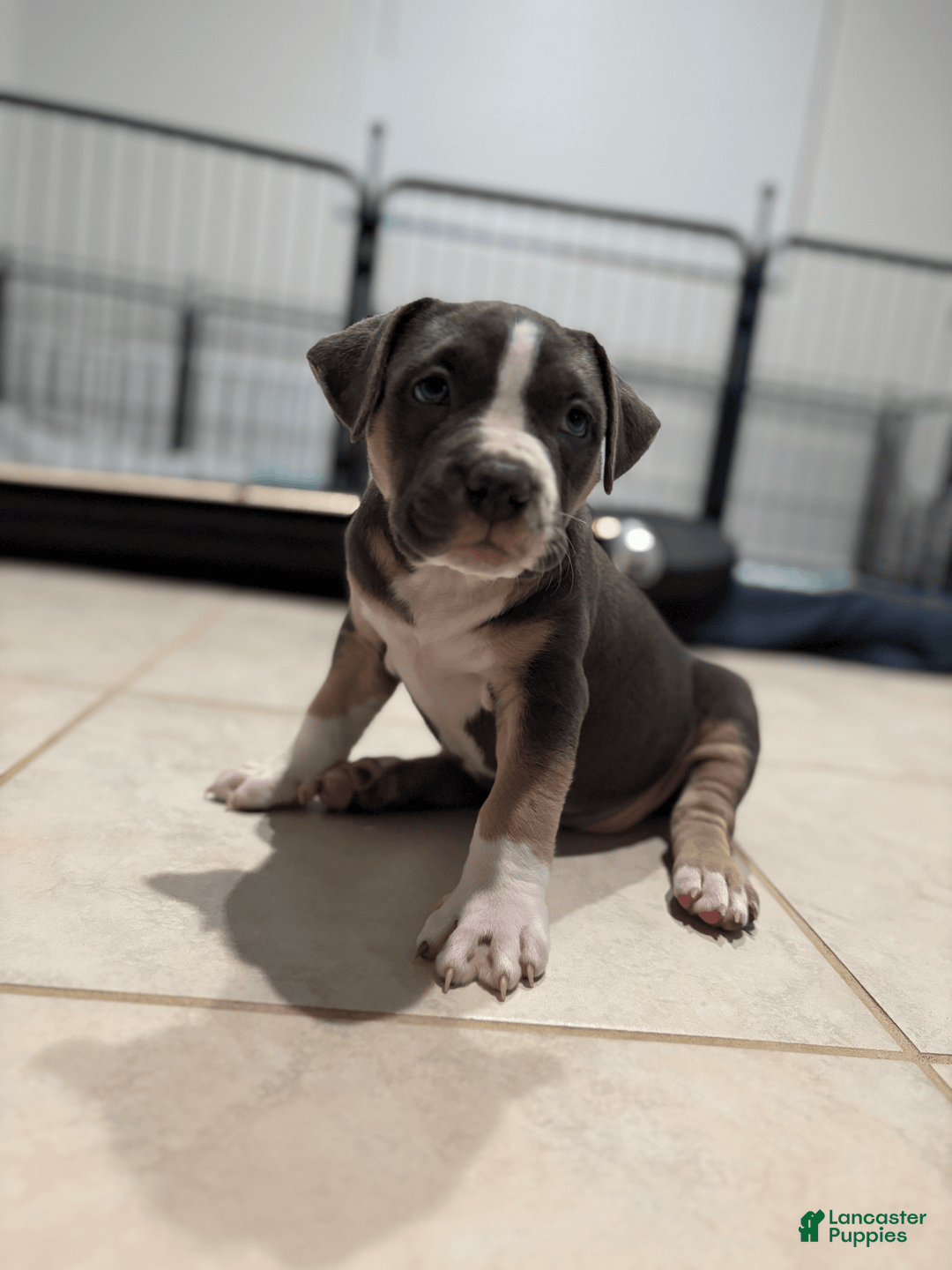 American Bully dogs for sale: Rocky - Image 3