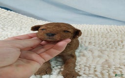 Toy Poodle dogs for sale: Kinley - Image 6