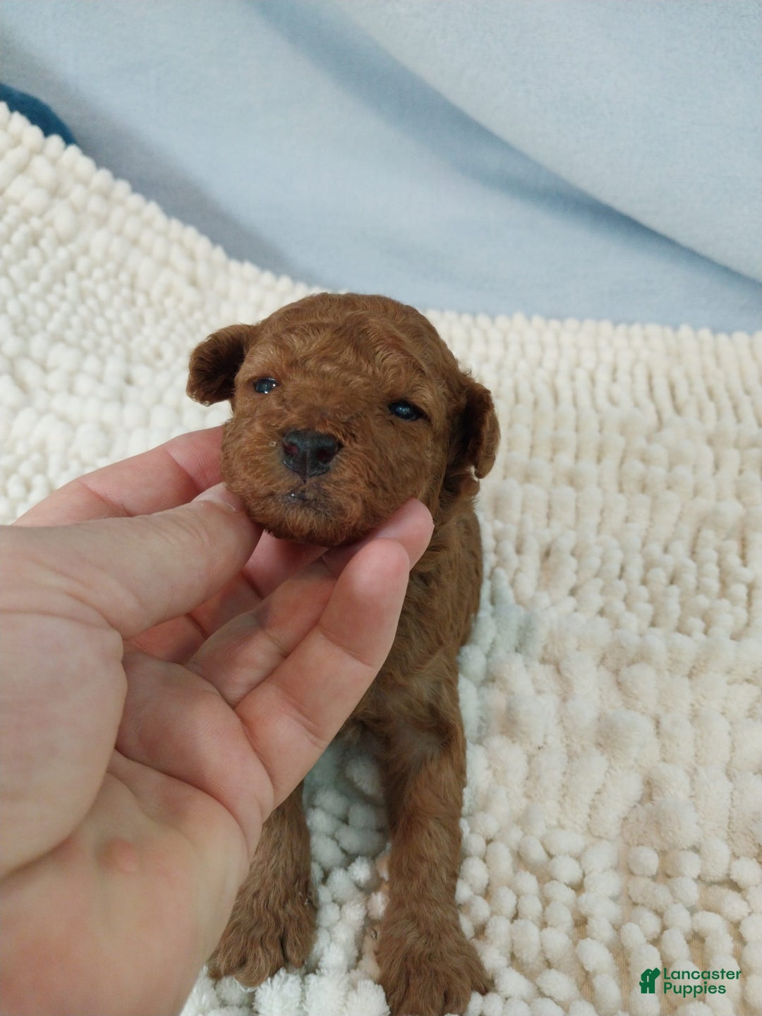 Toy Poodle dogs for sale: Kinley - Image 6