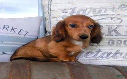 Miniature Dachshund dogs for sale: Scout - Image 5