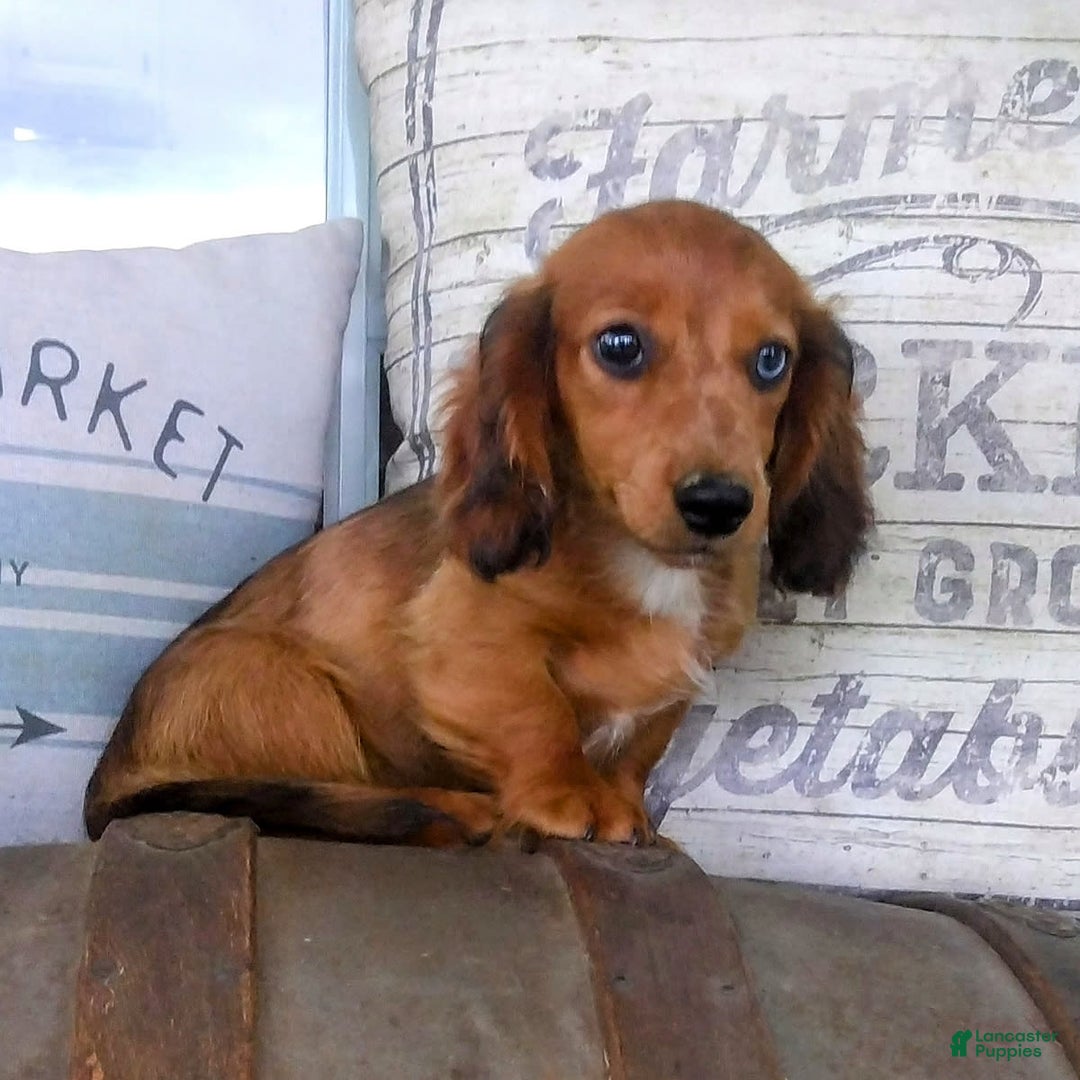 Miniature Dachshund dogs for sale: Scout - Image 5