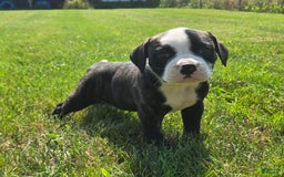 American Bulldog dogs for sale: Matilda - Image 15