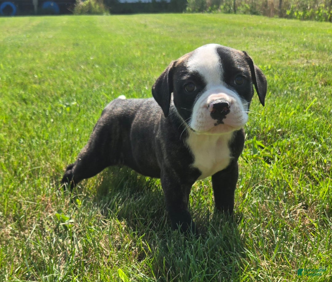 American Bulldog dogs for sale: Matilda - Image 15