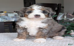 Mini Bernedoodle dogs for sale: Allie - Image 5