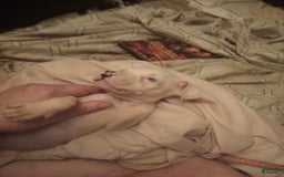 American Pit Bull Terrier dogs for sale: Pup - Image 3