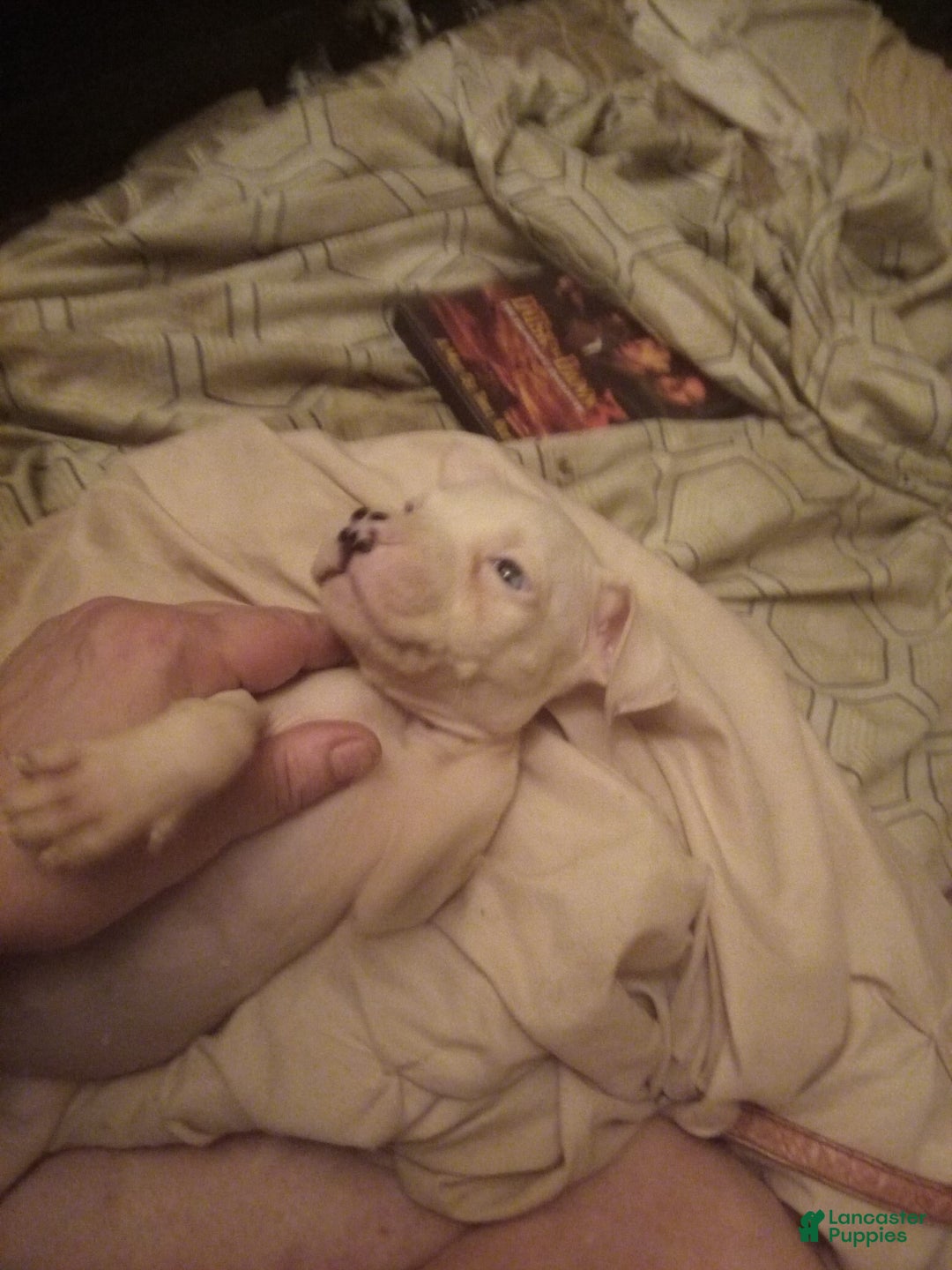 American Pit Bull Terrier dogs for sale: Pup - Image 3