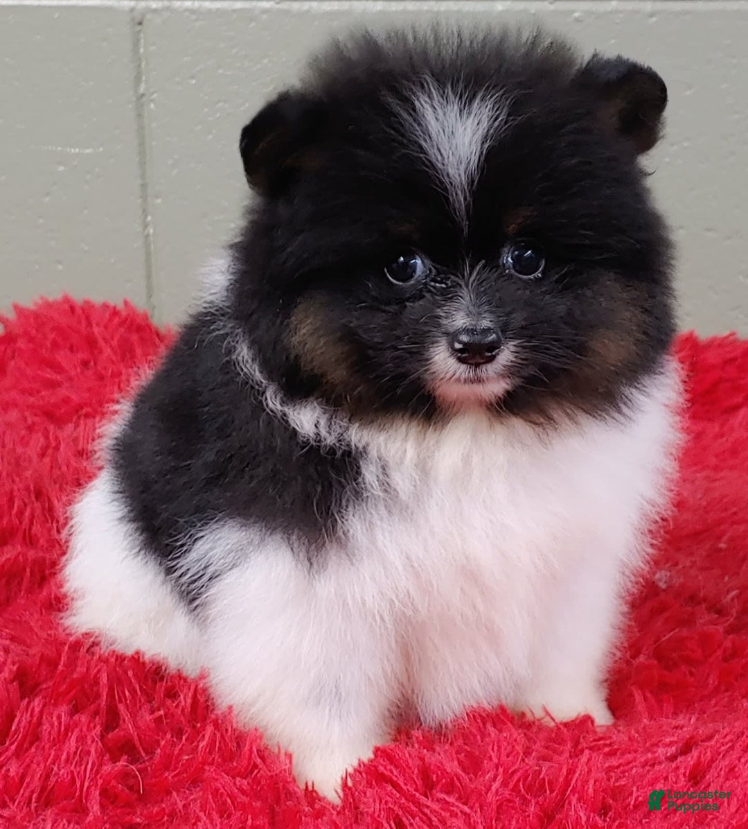 Pomeranian dogs for sale: Flip - Image 5