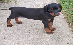 Doberman Pinscher dogs for sale: Venus - Image 1