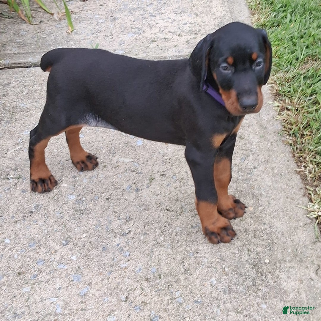 Doberman Pinscher dogs for sale: Venus - Image 1
