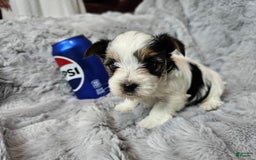 Yorkshire Terrier dogs for sale: Yorkshire Terrier 3 puppies - Image 5