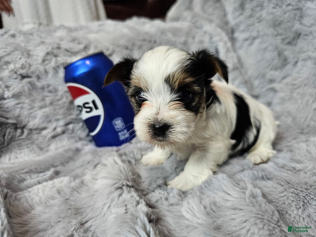 Yorkshire Terrier dogs for sale: Yorkshire Terrier 3 puppies - Image 5