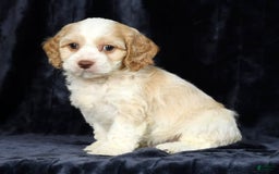 Cavapoo dogs for sale: Tinker - Image 5