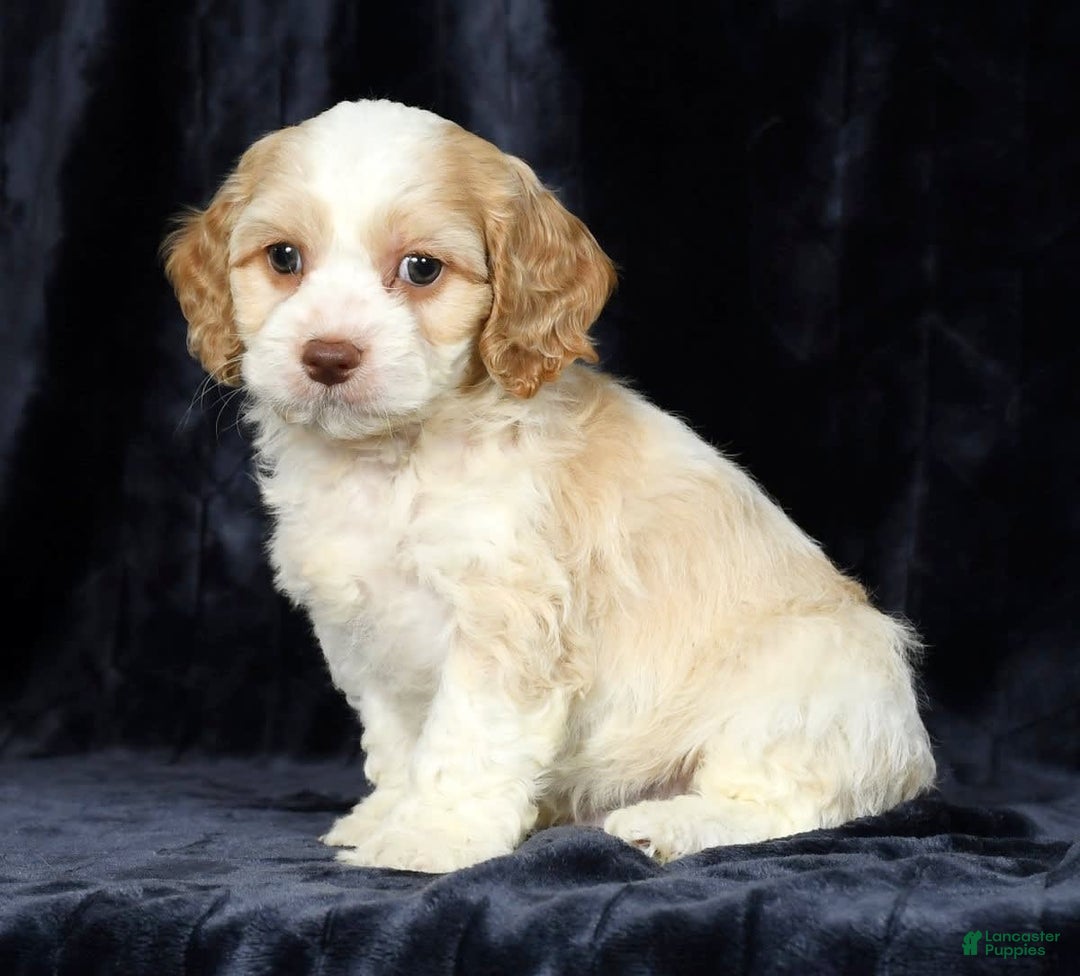 Cavapoo dogs for sale: Tinker - Image 5
