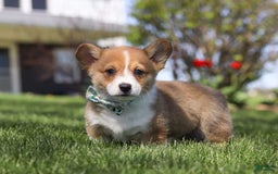 Welsh Corgi Pembroke dogs for sale: Diamond - Image 9