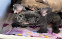 French Bulldog dogs for sale: Chili - Image 2