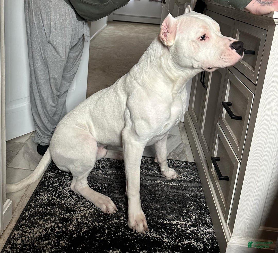 Dogo Argentino dogs for sale: M6 - Image 5