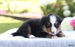 Bernese Mountain Dog dogs for sale: Presley AKC - Image 1