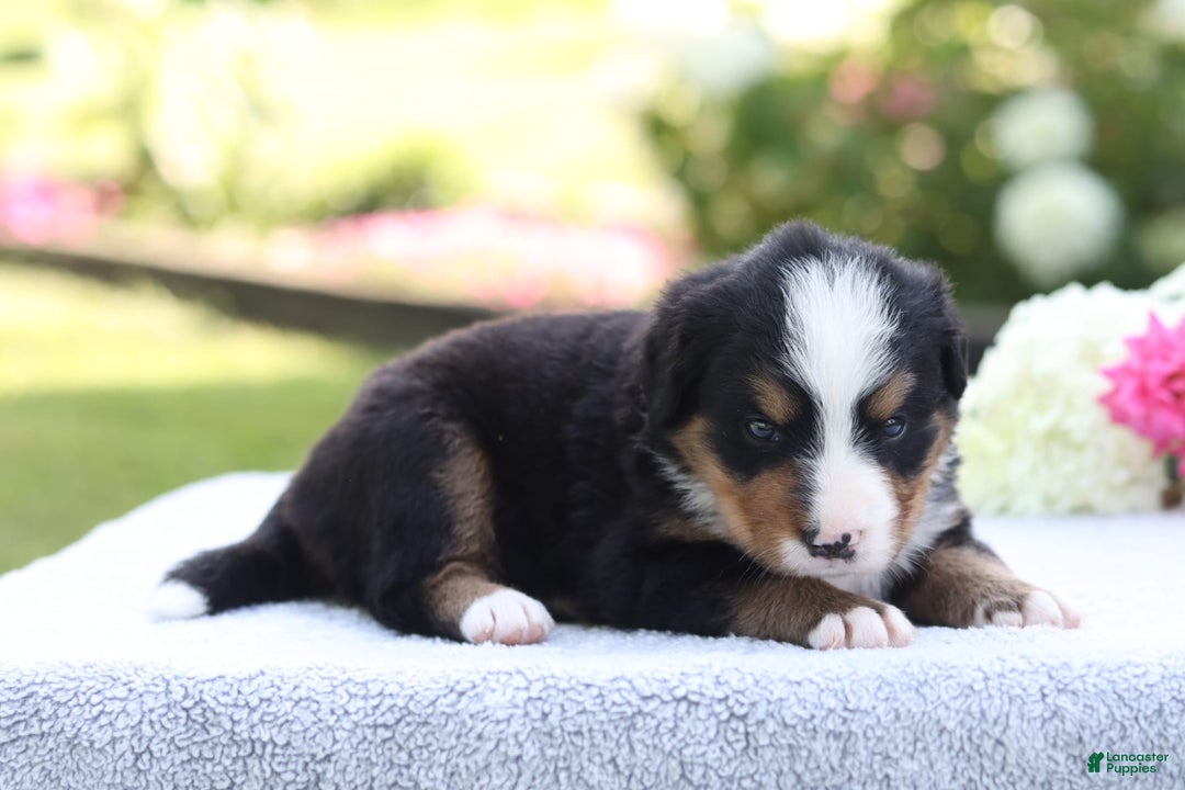 Bernese Mountain Dog dogs for sale: Presley AKC - Image 1