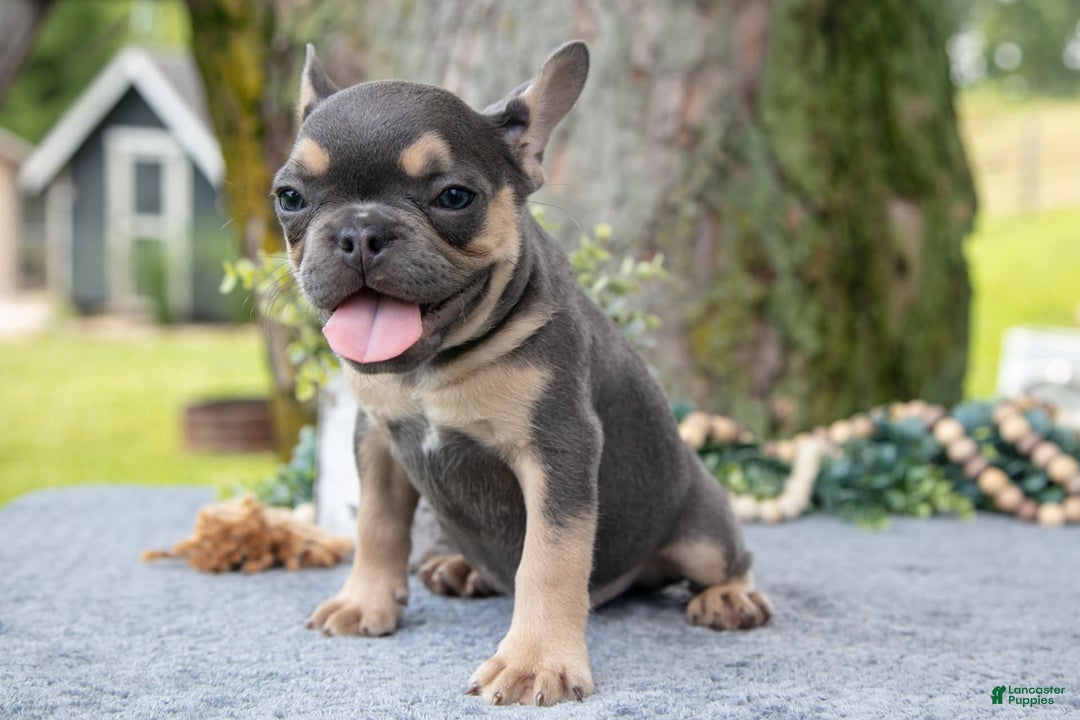 French Bulldog dogs for sale: Shadow - Image 8