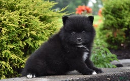 Pomeranian dogs for sale: Theo - Image 2