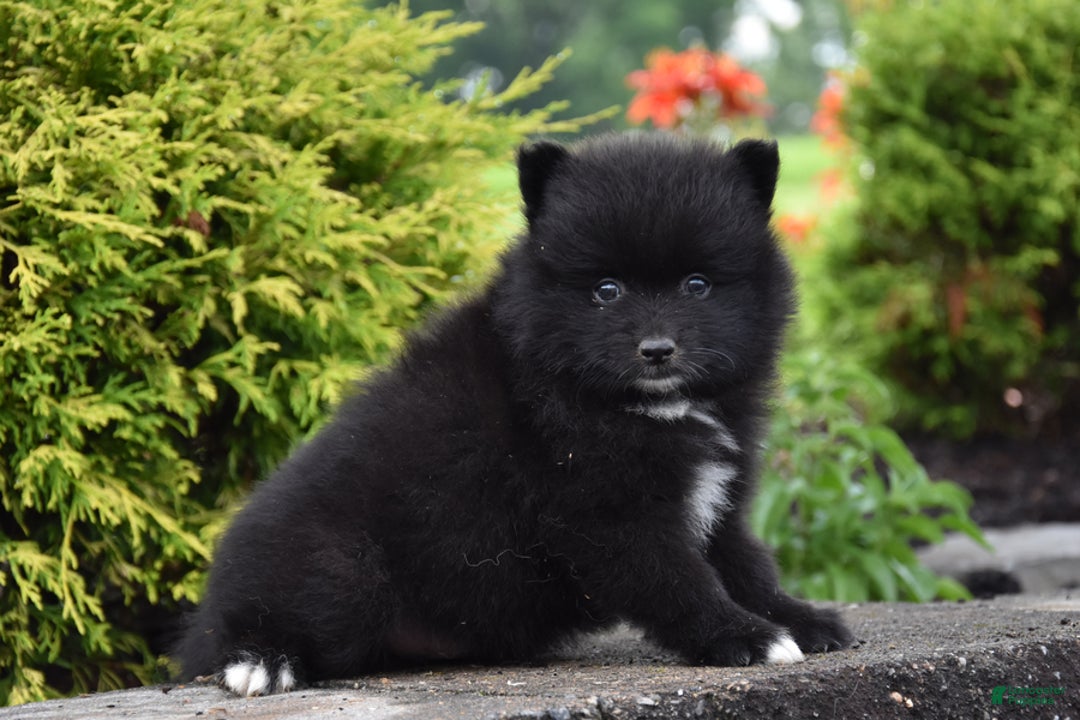 Pomeranian dogs for sale: Theo - Image 2