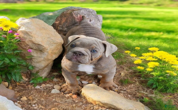 English Bulldog dogs for sale - Ad 5