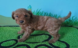 Mini Aussiedoodle dogs for sale: Ginger - Image 3