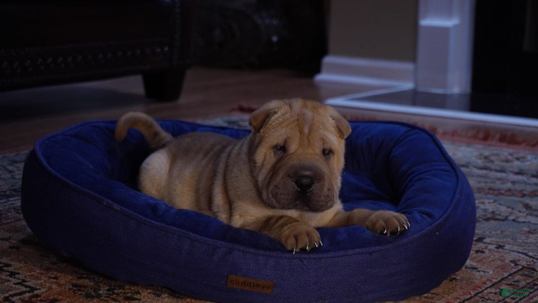 Shar Pei dogs for sale: Tank - Image 4