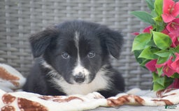 Border Collie dogs for sale: Baxton - Image 3