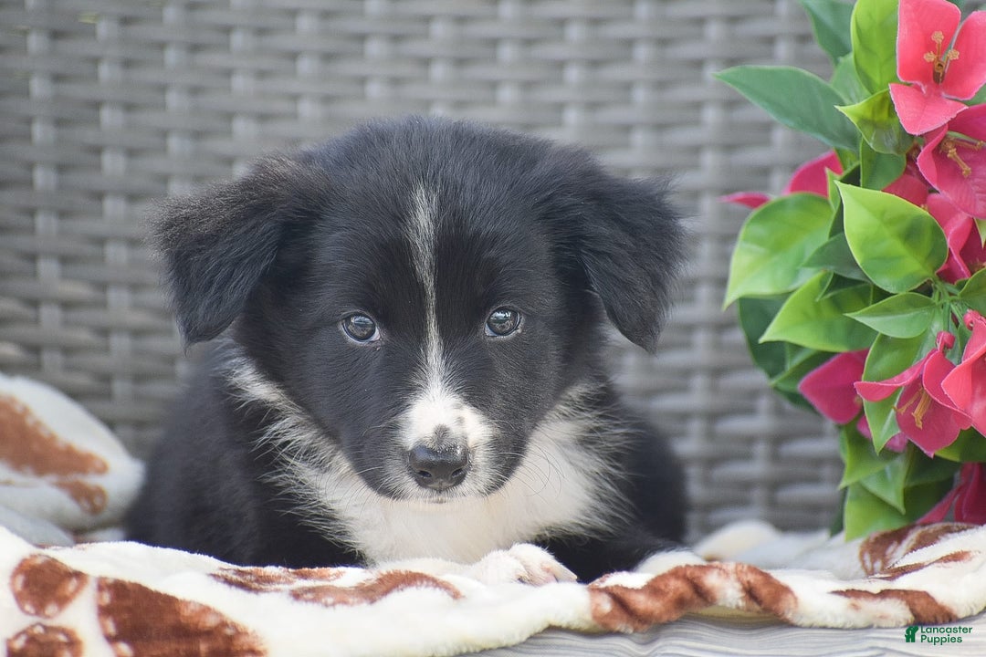 Border Collie dogs for sale: Baxton - Image 3