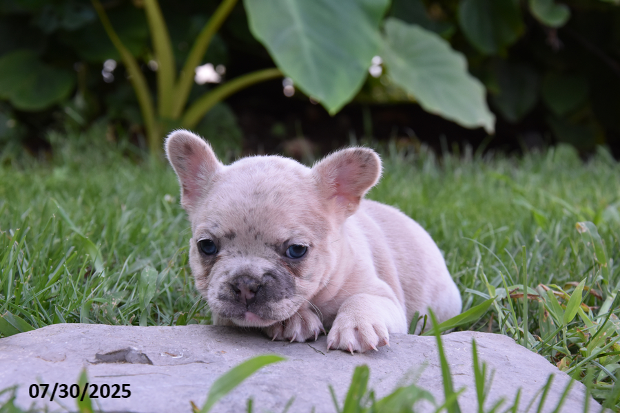 French Bulldog dogs for sale: Kristi - Image 1