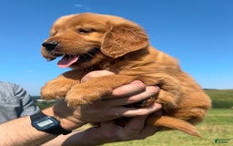Golden Retriever dogs for sale: Fin - Image 8