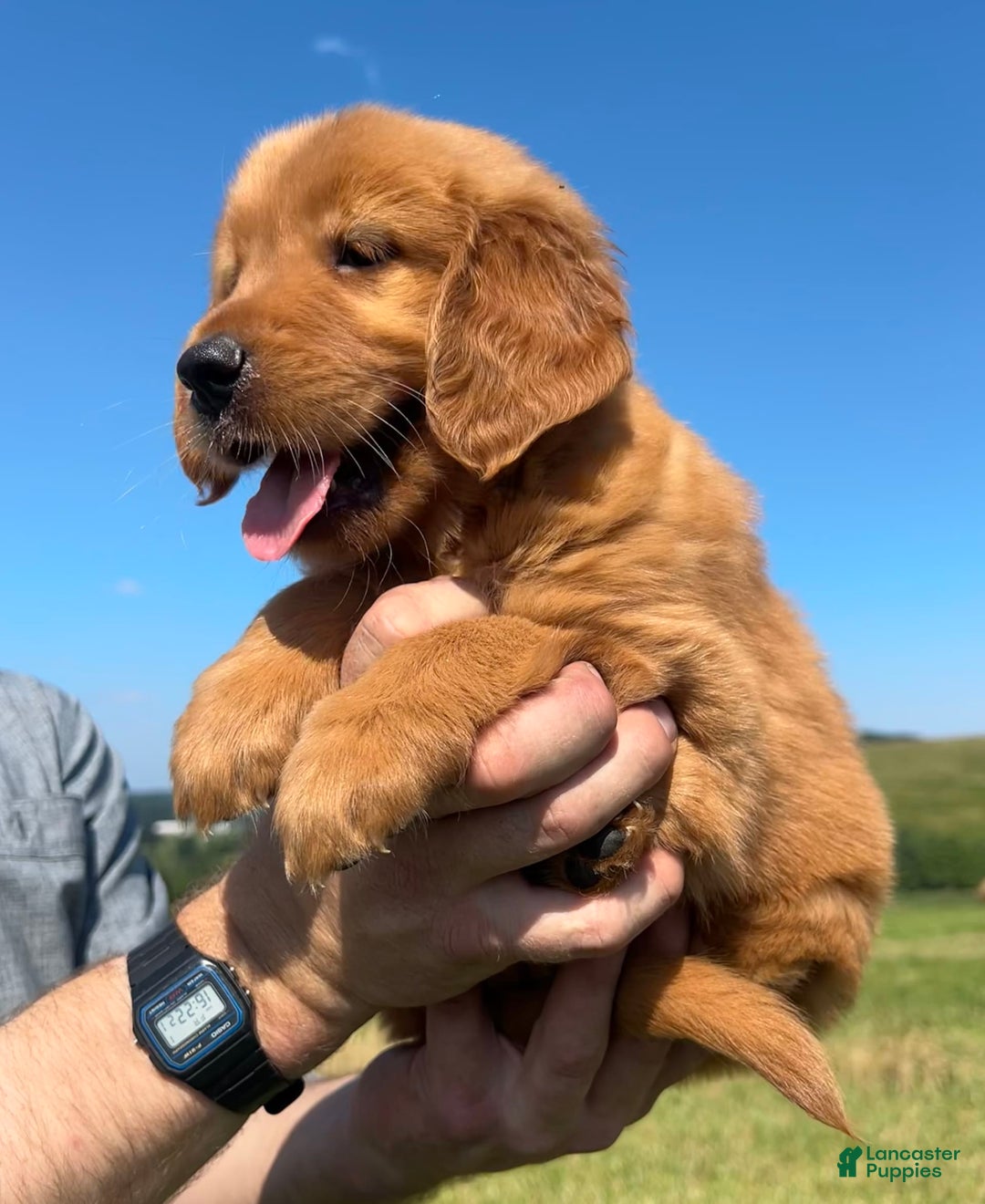 Golden Retriever dogs for sale: Fin - Image 8