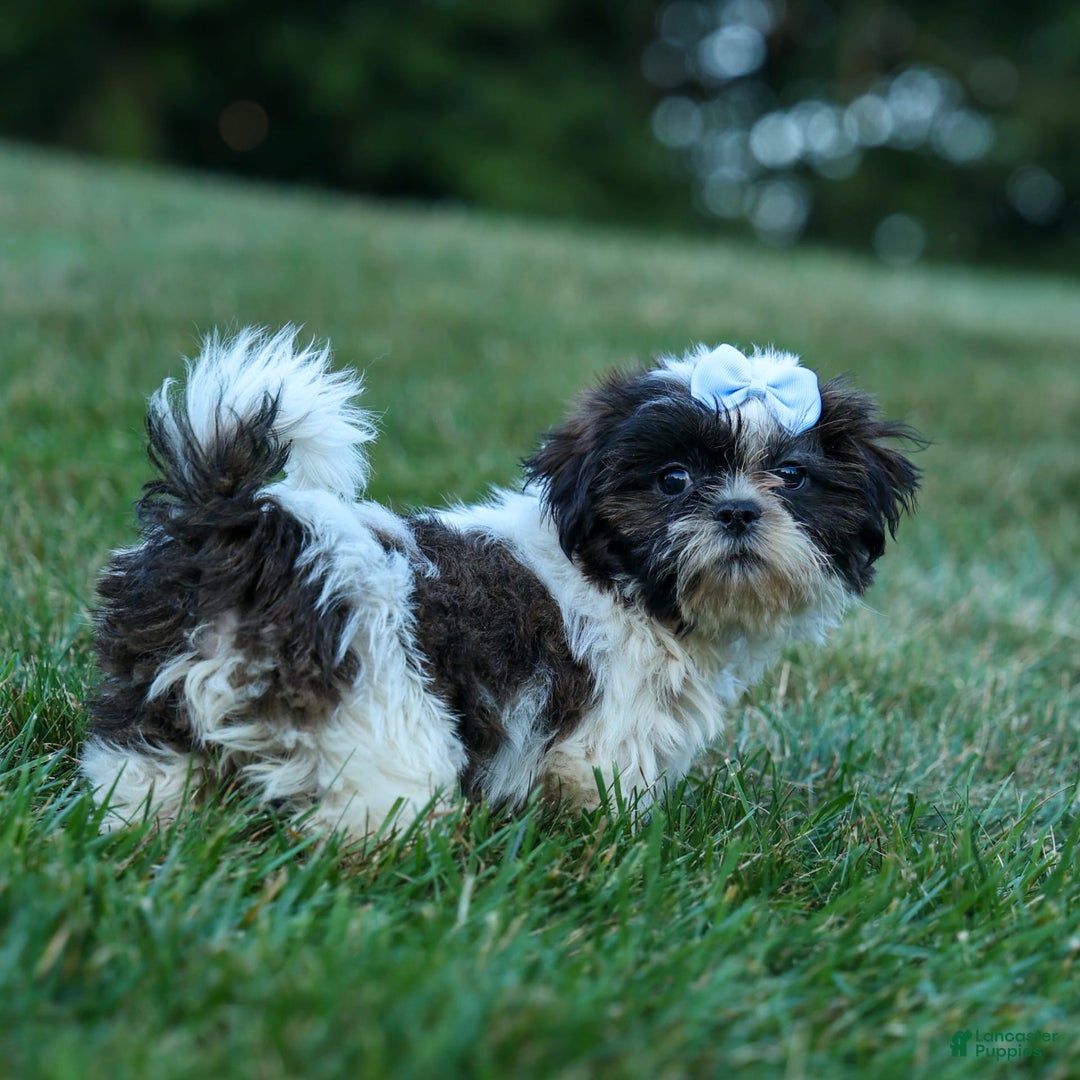 Shih Tzu dogs for sale: Brody - Image 9