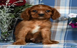Cavalier King Charles Spaniel dogs for sale: Archer - Image 6