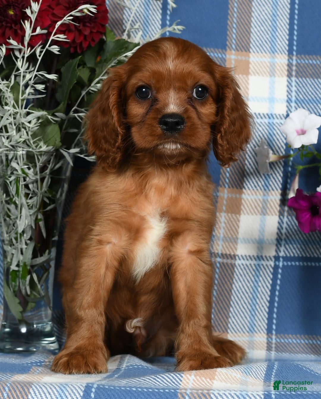 Cavalier King Charles Spaniel dogs for sale: Archer - Image 6