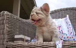 French Bulldog dogs for sale: Nate - Image 1