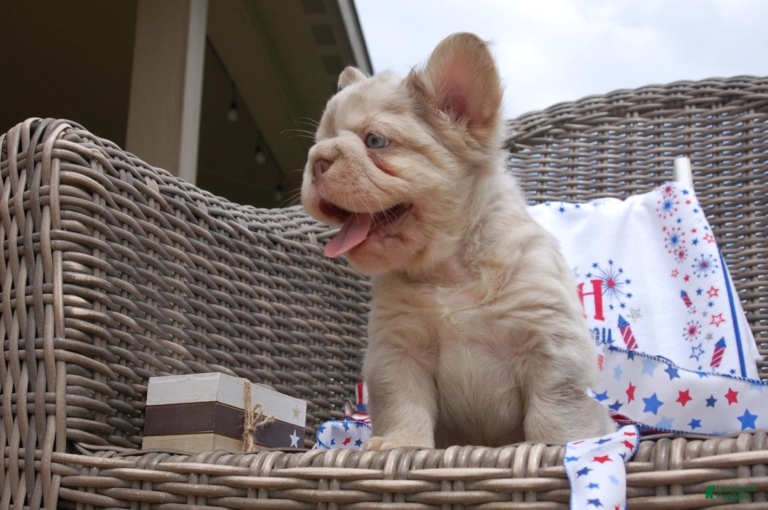 French Bulldog dogs for sale: Nate - Image 1