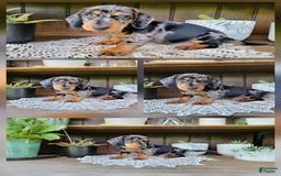 Dachshund dogs for sale: Carson - Image 11