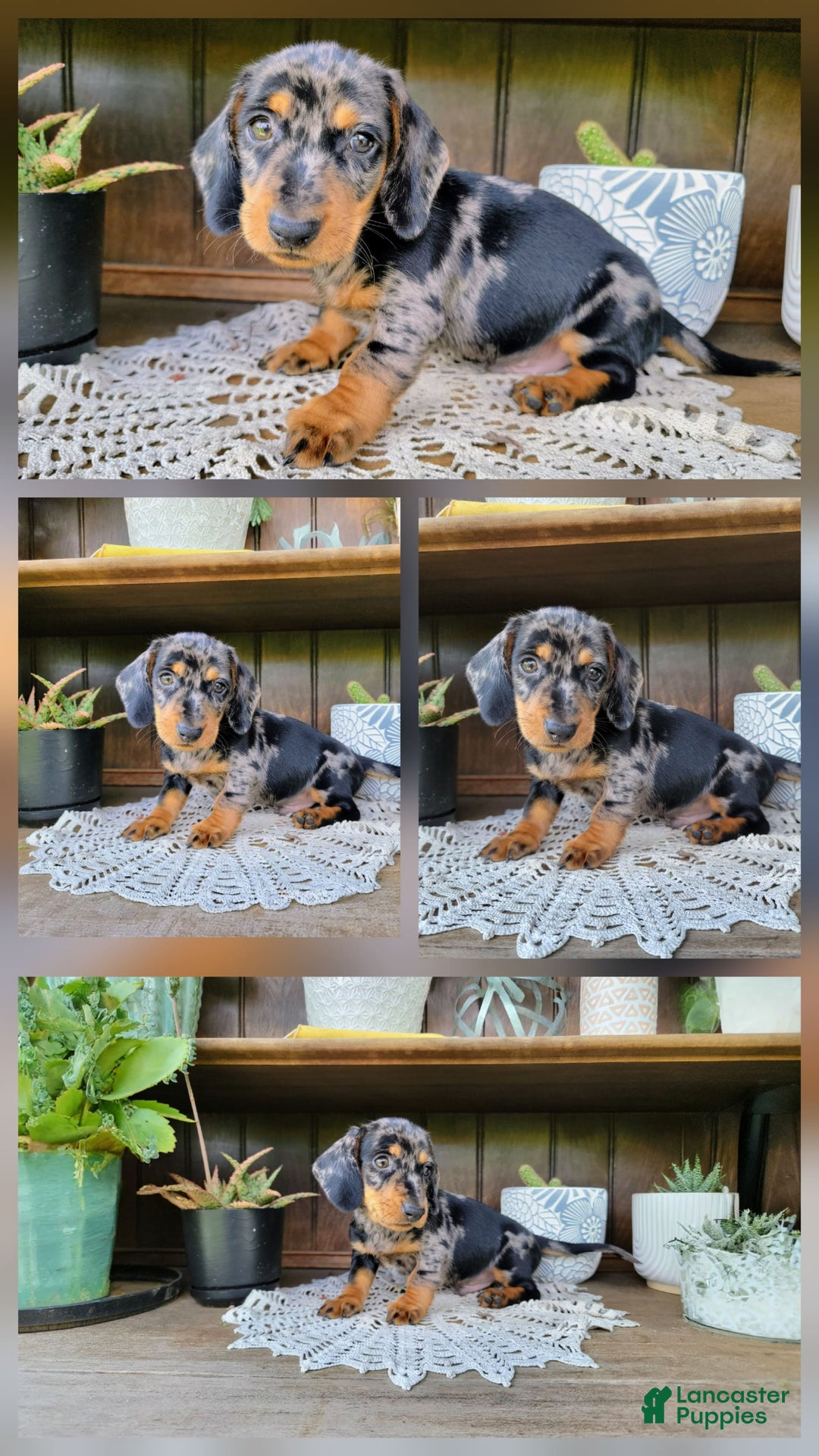 Dachshund dogs for sale: Carson - Image 11